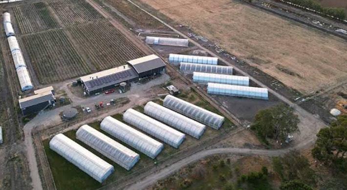 ECS Botanics Blooms with Record Harvest, Eyes Global Expansion